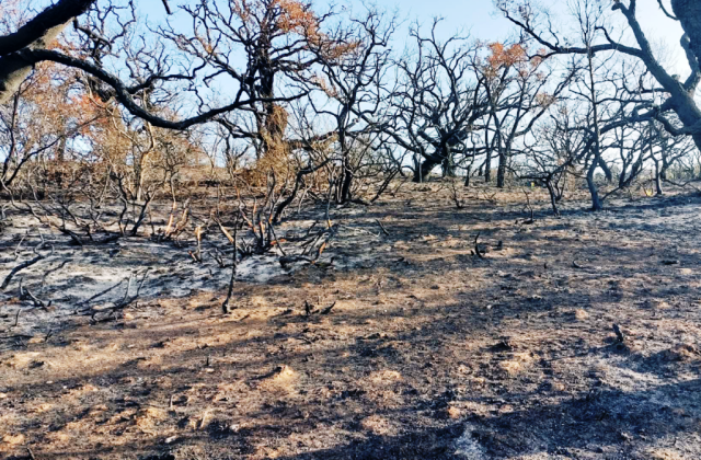 Niscemi. Centro educazione ambientale: "Incendio Sughereta è disastro ambientale"